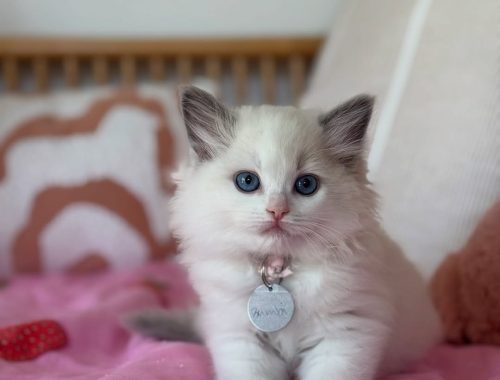 Bambi-Fluffy-Hearts-Ragdoll-Kitten