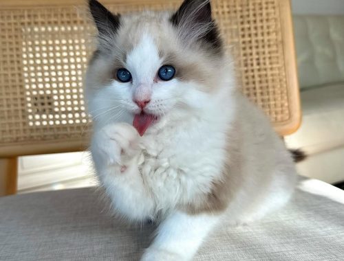 Daisy-Fluffy-Hearts-Ragdoll-Kitten