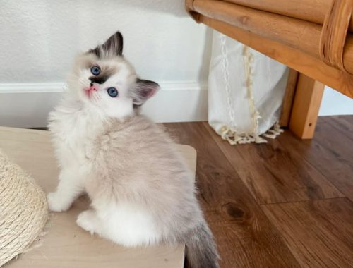 Luna-Fluffy-Hearts-Ragdoll-Kitten